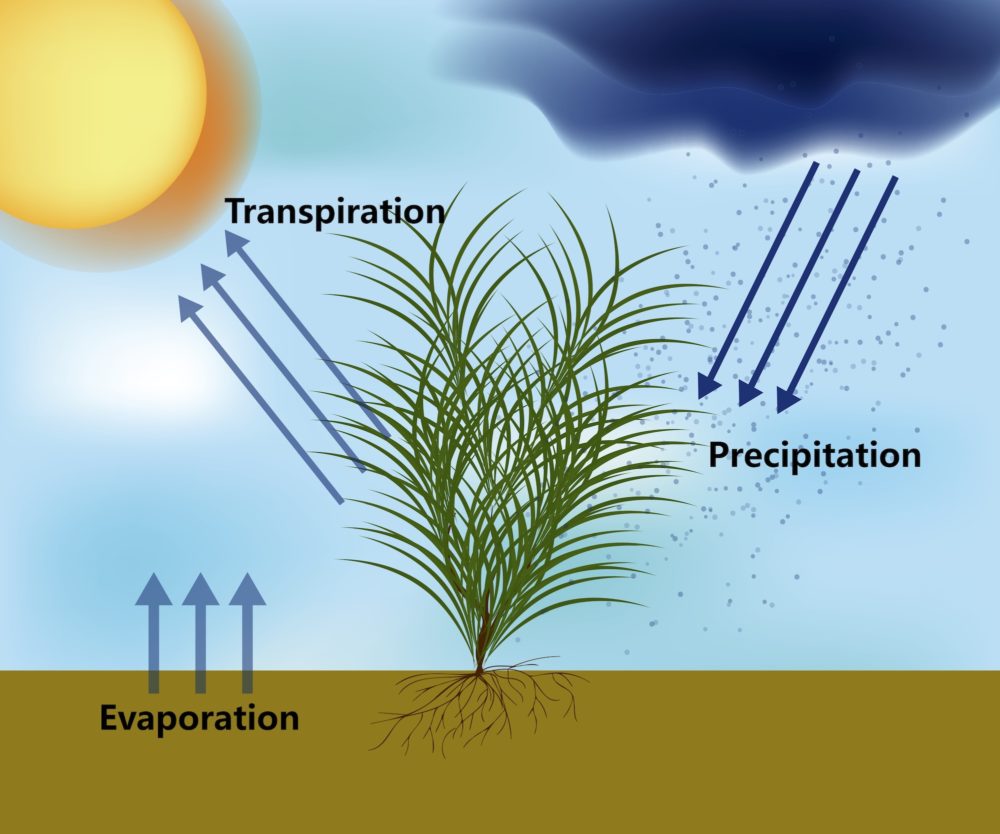 Evapotranspiration Graphic
